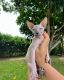 Sphynx Cats for sale in Hollywood, FL, USA. price: $2,200