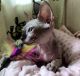 Sphynx Cats for sale in Los Angeles, CA, USA. price: $1,200