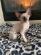 Sphynx Cats for sale in Canton, GA 30115, USA. price: $2,000