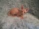 Sphynx Cats for sale in Fort Worth, TX 76120, USA. price: NA