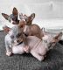 Sphynx Cats for sale in Deep Rock Cir, Charlotte, NC 28273, USA. price: NA