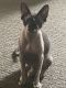 Sphynx Cats for sale in Schererville, IN, USA. price: NA