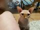 Sphynx Cats for sale in Springfield, MO, USA. price: $800