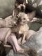 Sphynx Cats for sale in Hesperia, CA, USA. price: $1,600