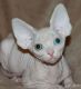 Sphynx Cats for sale in Hollywood, FL, USA. price: $3,000