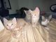 Sphynx Cats for sale in Albany, NY, USA. price: $700