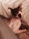 Sphynx Cats for sale in Yelm, WA, USA. price: $500