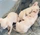 Sphynx Cats for sale in Jacksonville, FL, USA. price: $1,000