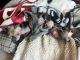 Sphynx Cats for sale in Central California, CA, USA. price: NA