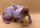Sphynx Cats for sale in Bridgeton, NJ 08302, USA. price: $850