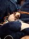 Sphynx Cats for sale in Des Moines, IA, USA. price: $1,500