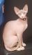 Sphynx Cats for sale in ROWLAND HGHTS, CA 91748, USA. price: NA