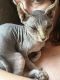 Sphynx Cats for sale in Pensacola, FL, USA. price: $1,200