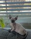 Sphynx Cats for sale in Tracy, CA, USA. price: $1,200