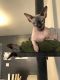 Sphynx Cats for sale in Des Plaines, IL, USA. price: $1,600