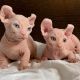 Sphynx Cats for sale in Miami, FL, USA. price: NA