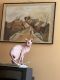 Sphynx Cats for sale in 3017 N Davlin Ct, Chicago, IL 60618, USA. price: $1,000