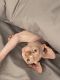 Sphynx Cats for sale in Orlando, FL, USA. price: $300