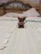 Sphynx Cats for sale in Winston-Salem, NC, USA. price: NA