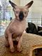 Sphynx Cats for sale in Chula Vista, CA 91911, USA. price: $1,000