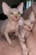 Sphynx Cats for sale in Brimfield, MA, USA. price: $2,500