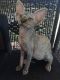 Sphynx Cats for sale in Tampa, FL, USA. price: $1,000
