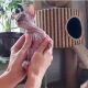 Sphynx Cats for sale in East Lyme, CT, USA. price: NA