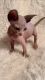 Sphynx Cats for sale in Henderson, NV 89074, USA. price: $1,300