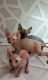 Sphynx Cats for sale in Fort Lee, NJ 07024, USA. price: $1,000