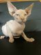 Sphynx Cats for sale in Gurnee, IL, USA. price: NA