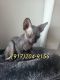 Sphynx Cats for sale in Bayonne, NJ, USA. price: $2,000