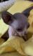 Sphynx Cats for sale in Henderson, NV 89074, USA. price: $1,300