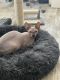 Sphynx Cats for sale in Parkland, FL, USA. price: $2,000