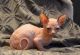 Sphynx Cats for sale in Southern Pines, NC, USA. price: $1,300