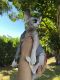 Sphynx Cats for sale in Hollywood, FL, USA. price: $1,700