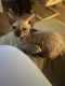 Sphynx Cats for sale in Lewisville, TX 75067, USA. price: NA