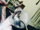 Sphynx Cats for sale in Spanish Flat, CA 94558, USA. price: NA