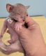 Sphynx Cats for sale in Cocoa, FL 32927, USA. price: $1,700