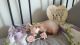 Sphynx Cats for sale in New Yorkweg, 1334 NA Almere, Netherlands. price: 400 EUR