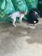Sphynx Cats for sale in Spanish Flat, CA 94558, USA. price: NA