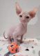 Sphynx Cats for sale in Winston-Salem, NC, USA. price: $1,800