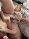 Sphynx Cats for sale in Eugene, OR 97401, USA. price: NA