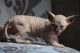 Sphynx Cats for sale in Fort Worth, TX, USA. price: NA