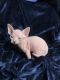 Sphynx Cats for sale in Cameron Park, CA, USA. price: NA