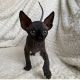 Sphynx Cats for sale in Idaho Falls, ID, USA. price: $1,000