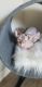 Sphynx Cats for sale in Davenport, FL, USA. price: $1,000