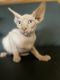 Sphynx Cats for sale in Gurnee, IL, USA. price: NA
