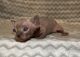Sphynx Cats for sale in Orlando, FL, USA. price: $3,000