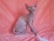 Sphynx Cats for sale in Bertram, TX 78605, USA. price: NA