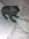 Sphynx Cats for sale in Long Beach, MS 39560, USA. price: $2,000